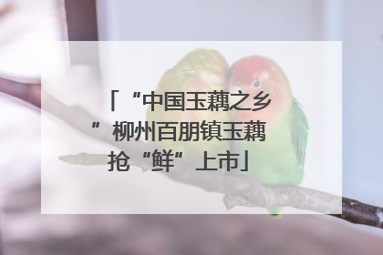 “中国玉藕之乡”柳州百朋镇玉藕抢“鲜”上市