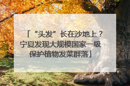 “头发”长在沙地上？宁夏发现大规模国家一级保护植物发菜群落