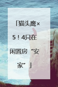 猫头鹰×5！4只在闲置房“安家”