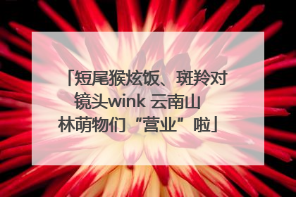 短尾猴炫饭、斑羚对镜头wink 云南山林萌物们“营业”啦