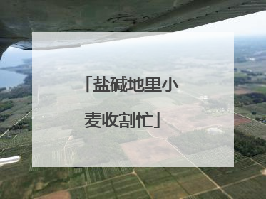 盐碱地里小麦收割忙