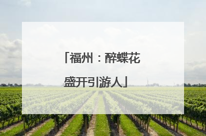 福州：醉蝶花盛开引游人