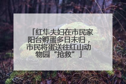 红隼夫妇在市民家阳台孵蛋多日未归，市民将蛋送往红山动物园“抢救”