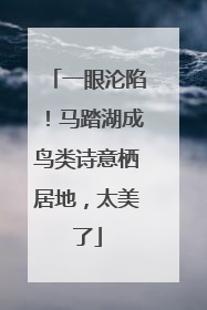 一眼沦陷！马踏湖成鸟类诗意栖居地，太美了