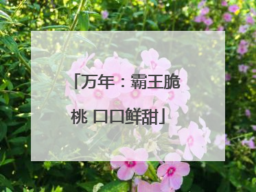 万年：霸王脆桃 口口鲜甜