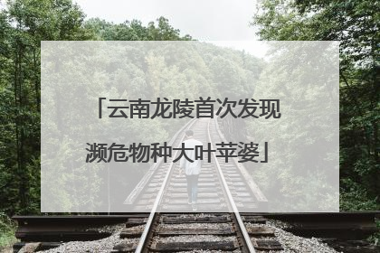云南龙陵首次发现濒危物种大叶苹婆