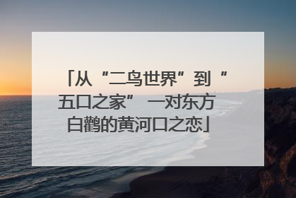 从“二鸟世界”到“五口之家” 一对东方白鹳的黄河口之恋