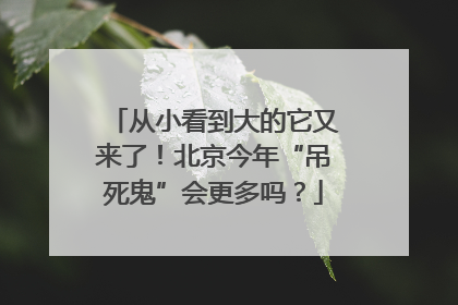 从小看到大的它又来了！北京今年“吊死鬼”会更多吗？
