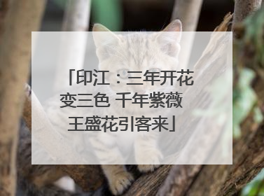 印江：三年开花变三色 千年紫薇王盛花引客来