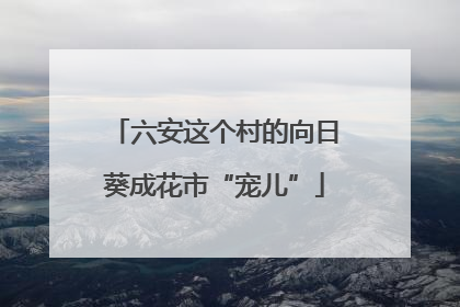 六安这个村的向日葵成花市“宠儿”