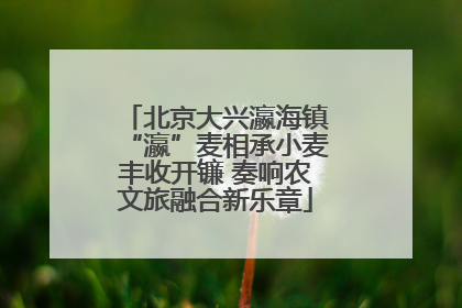北京大兴瀛海镇“瀛”麦相承小麦丰收开镰 奏响农文旅融合新乐章
