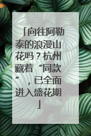向往阿勒泰的浪漫山花吗？杭州藏着“同款”，已全面进入盛花期