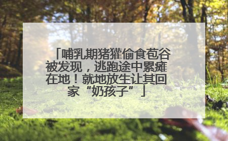 哺乳期猪獾偷食苞谷被发现，逃跑途中累瘫在地！就地放生让其回家“奶孩子”