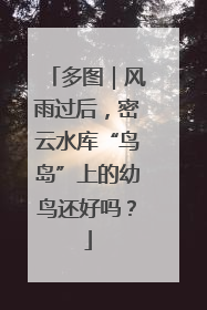 多图｜风雨过后，密云水库“鸟岛”上的幼鸟还好吗？