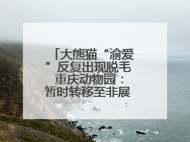 大熊猫“渝爱”反复出现脱毛 重庆动物园：暂时转移至非展示区静养治疗
