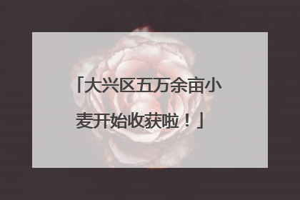 大兴区五万余亩小麦开始收获啦！