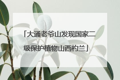 大通老爷山发现国家二级保护植物山西杓兰