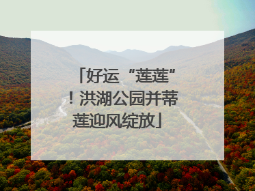 好运“莲莲”！洪湖公园并蒂莲迎风绽放