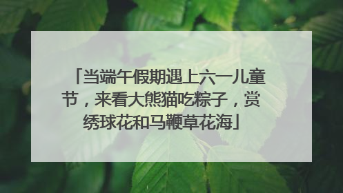 当端午假期遇上六一儿童节，来看大熊猫吃粽子，赏绣球花和马鞭草花海