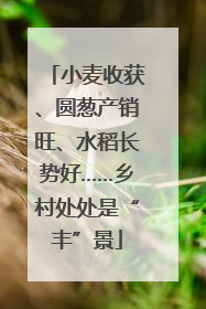小麦收获、圆葱产销旺、水稻长势好……乡村处处是“丰”景