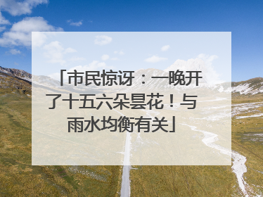 市民惊讶：一晚开了十五六朵昙花！与雨水均衡有关