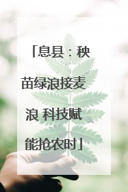 息县：秧苗绿浪接麦浪 科技赋能抢农时
