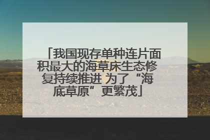 我国现存单种连片面积最大的海草床生态修复持续推进 为了“海底草原”更繁茂