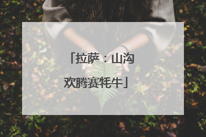 拉萨：山沟欢腾赛牦牛