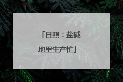 日照：盐碱地里生产忙