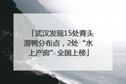 武汉发现15处青头潜鸭分布点，2处“水上产房”全国上榜