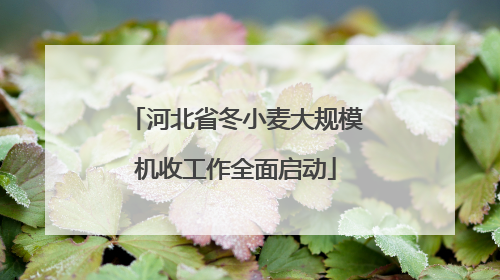 河北省冬小麦大规模机收工作全面启动