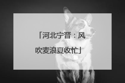 河北宁晋：风吹麦浪夏收忙