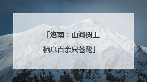 洛南：山间树上栖息百余只苍鹭