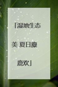 湿地生态美 夏日麋鹿欢