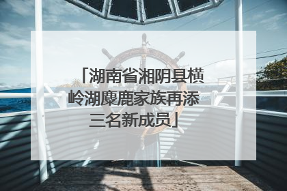 湖南省湘阴县横岭湖麋鹿家族再添三名新成员
