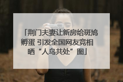 荆门夫妻让新房给斑鸠孵蛋 引发全国网友竞相晒“人鸟共处”图