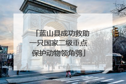 蓝山县成功救助一只国家二级重点保护动物领角鸮