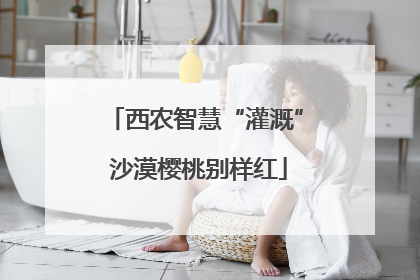 西农智慧“灌溉” 沙漠樱桃别样红