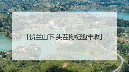 贺兰山下 头茬枸杞迎丰收
