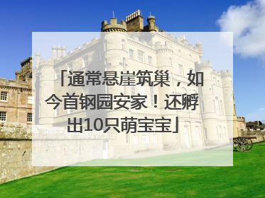通常悬崖筑巢，如今首钢园安家！还孵出10只萌宝宝