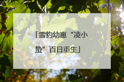 雪豹幼崽“凌小蛰”百日重生