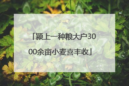 颍上一种粮大户3000余亩小麦喜丰收