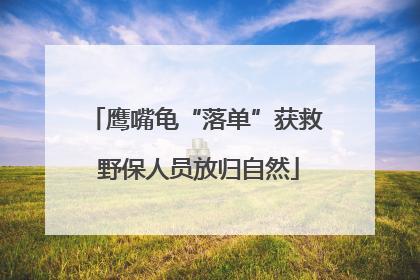 鹰嘴龟“落单”获救 野保人员放归自然
