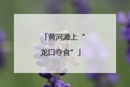 黄河滩上“龙口夺食”