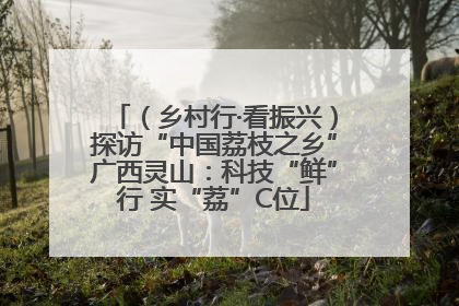 （乡村行·看振兴）探访“中国荔枝之乡”广西灵山：科技“鲜”行 实“荔”C位